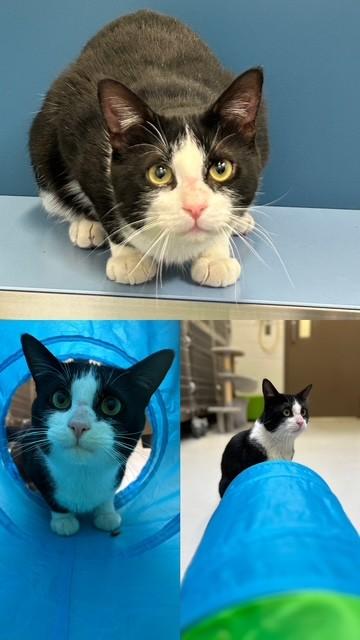 Enlarge STIMPY, a Adoptable Domestic Short Hair in Toronto, ON image 1/1