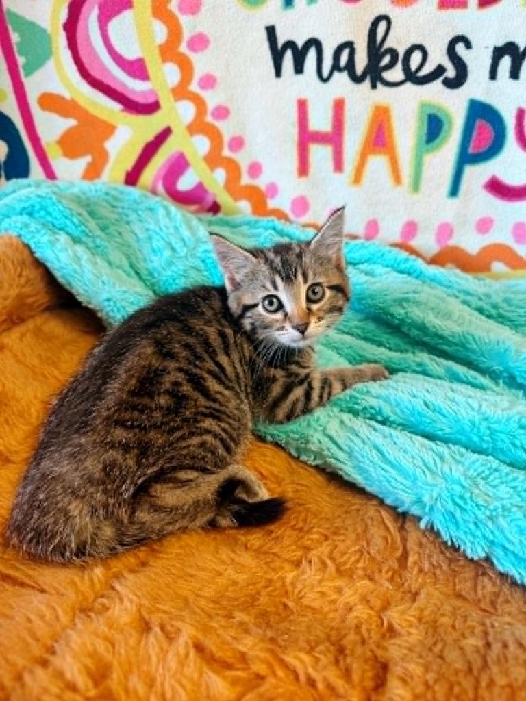 Coral, Adoptable, Kitten Male Domestic Short Hair.