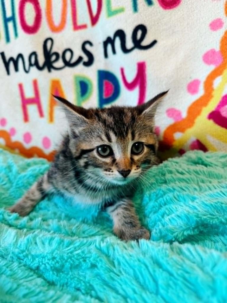 Coral, a Adoptable mixed breed in Effingham, IL image 3/5