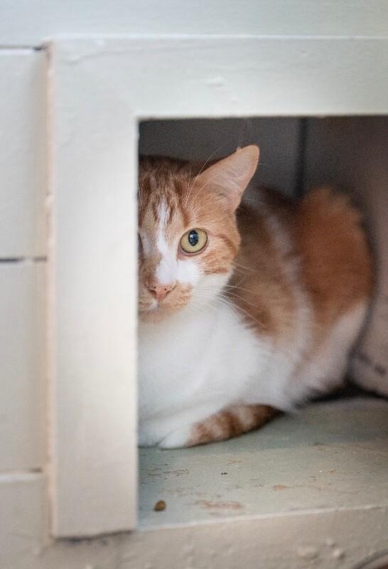 Enlarge Ollie, a Adoptable Domestic Short Hair in Grand Rapids, MI image 1/2