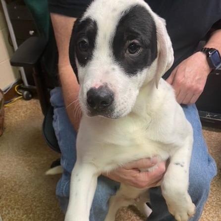 Gary, Adoptable, Puppy Male Pit Bull Terrier & Black Labrador Retriever.