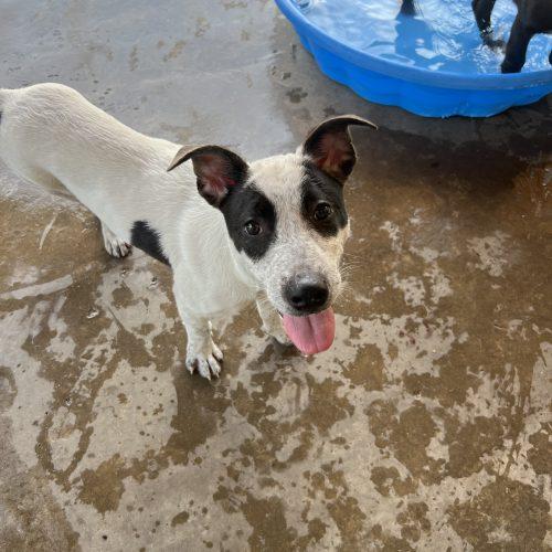 Sid, Adoptable, Puppy Male Mixed Breed.