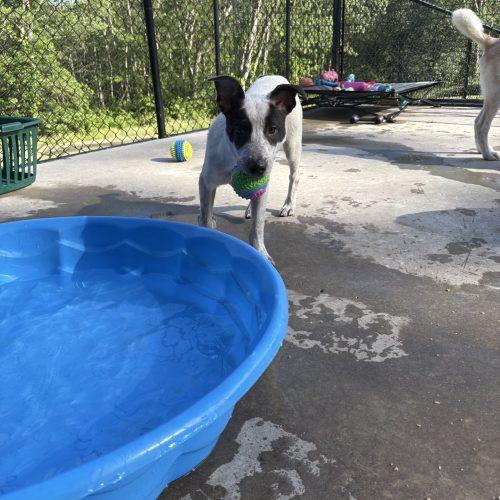 Enlarge Sid, a Adoptable mixed breed in Hamden, CT image 3/5