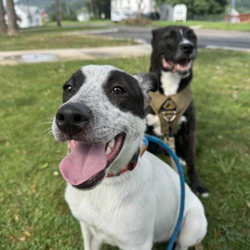 Sid, a Adoptable mixed breed in Hamden, CT image 3/5