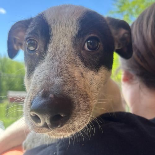 Enlarge Sid, a Adoptable mixed breed in Hamden, CT image 4/5
