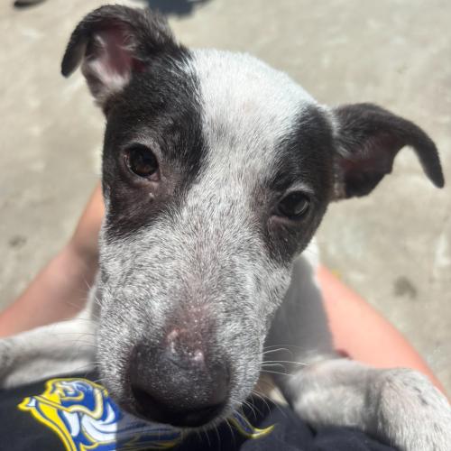 Enlarge Sid, a Adoptable mixed breed in Hamden, CT image 5/5