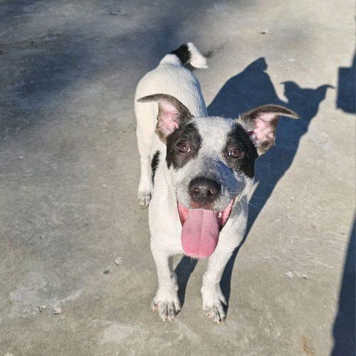 Enlarge Sid, a Adoptable mixed breed in Hamden, CT image 6/6