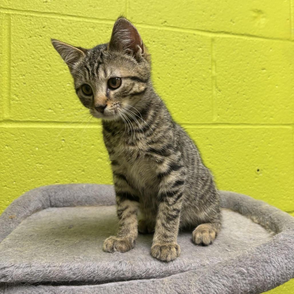 Finn, Adoptable, Kitten Male Domestic Short Hair.