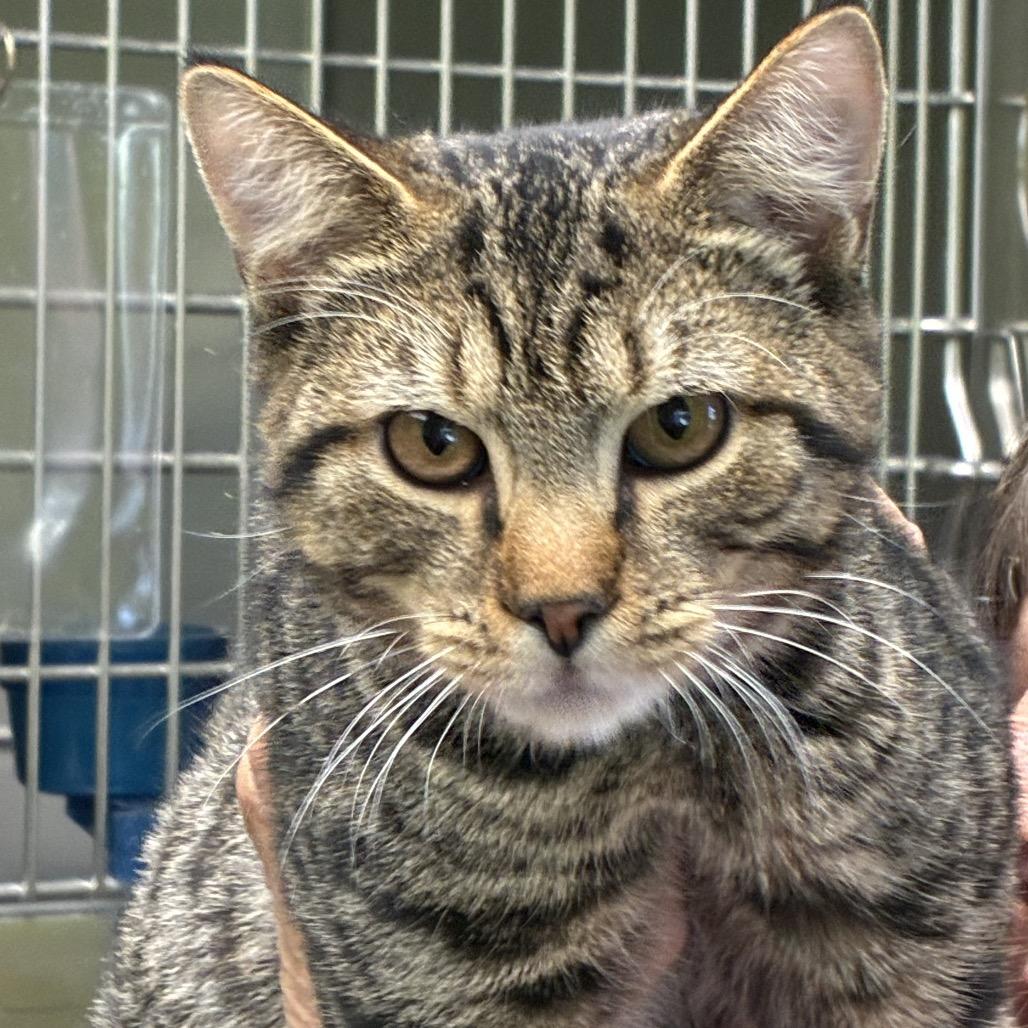 Finn, Adoptable, Kitten Male Domestic Short Hair.
