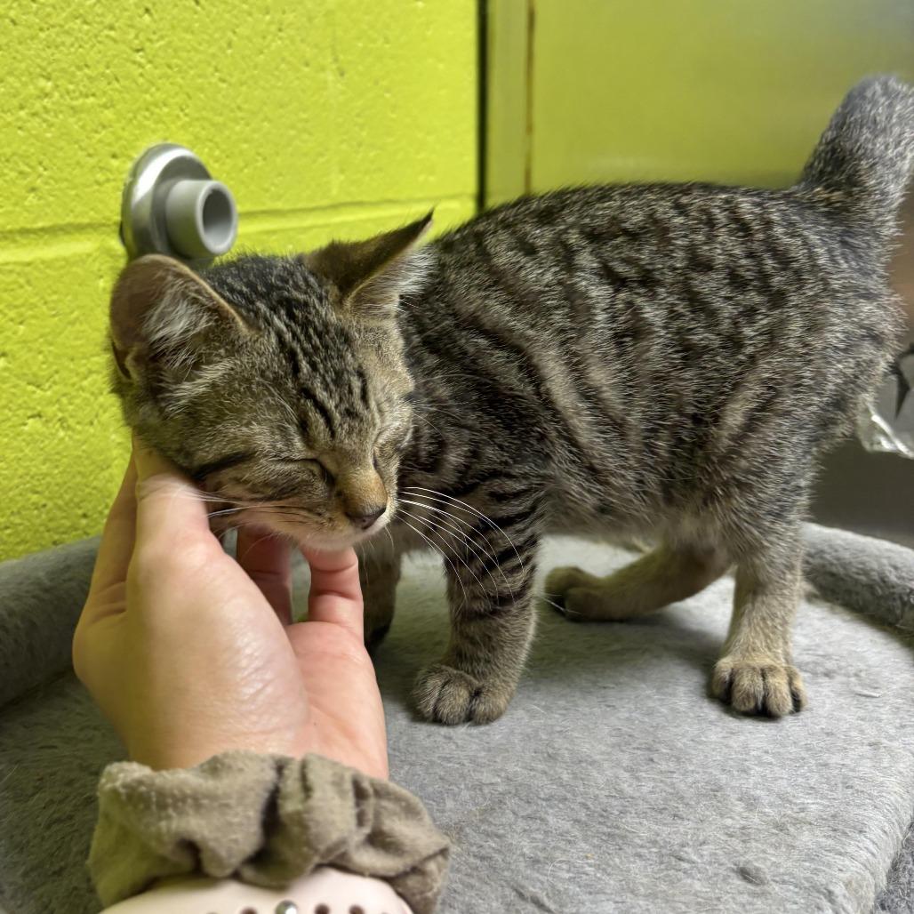 Finn, a Adoptable Domestic Short Hair in Waynesburg, PA image 2/5