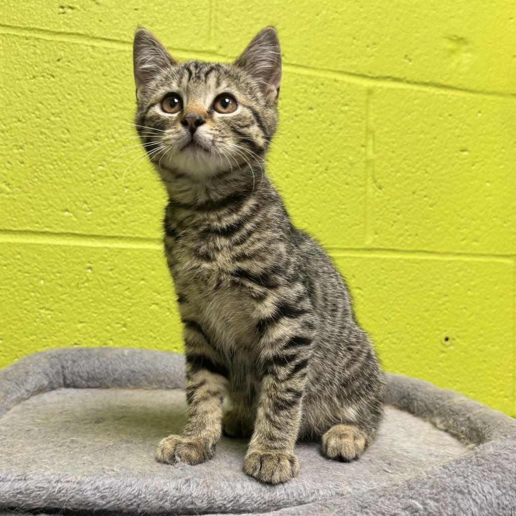 Enlarge Finn, a Adoptable Domestic Short Hair in Waynesburg, PA image 3/5