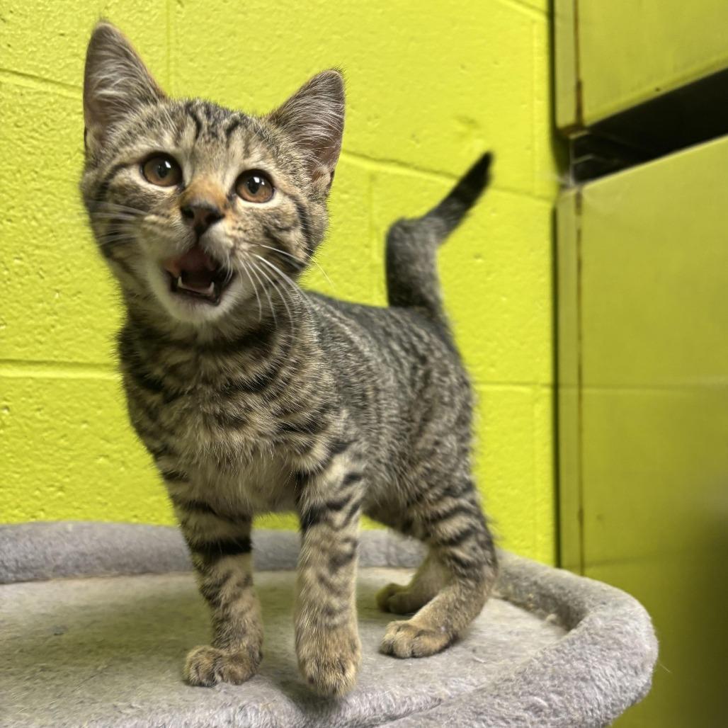 Enlarge Finn, a Adoptable Domestic Short Hair in Waynesburg, PA image 4/5
