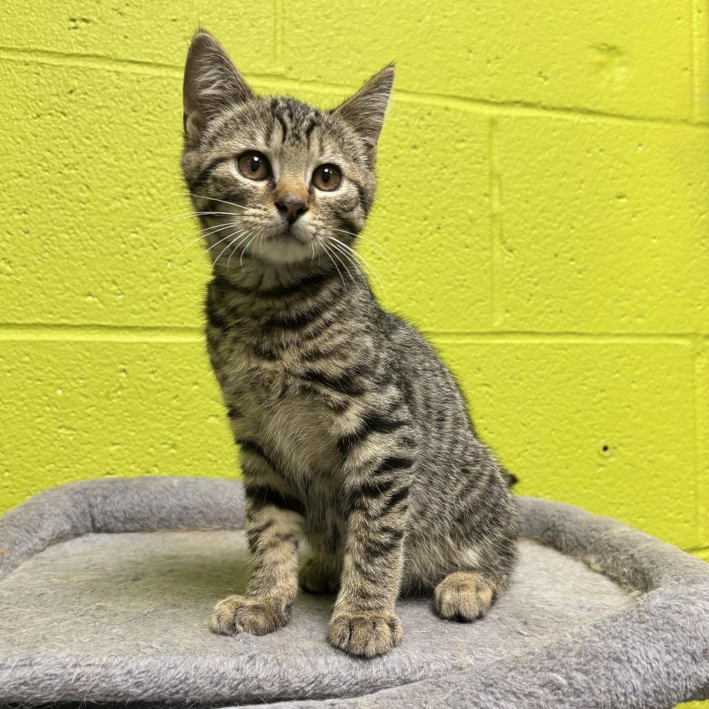 Enlarge Finn, a Adoptable Domestic Short Hair in Waynesburg, PA image 5/5