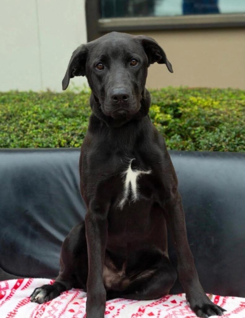 Enlarge Wizard, a Adoptable mixed breed in North Syracuse, NY image 1/1