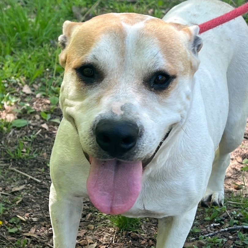 Dog for adoption Honey , a Pit Bull Terrier in Horn Lake, MS Petfinder