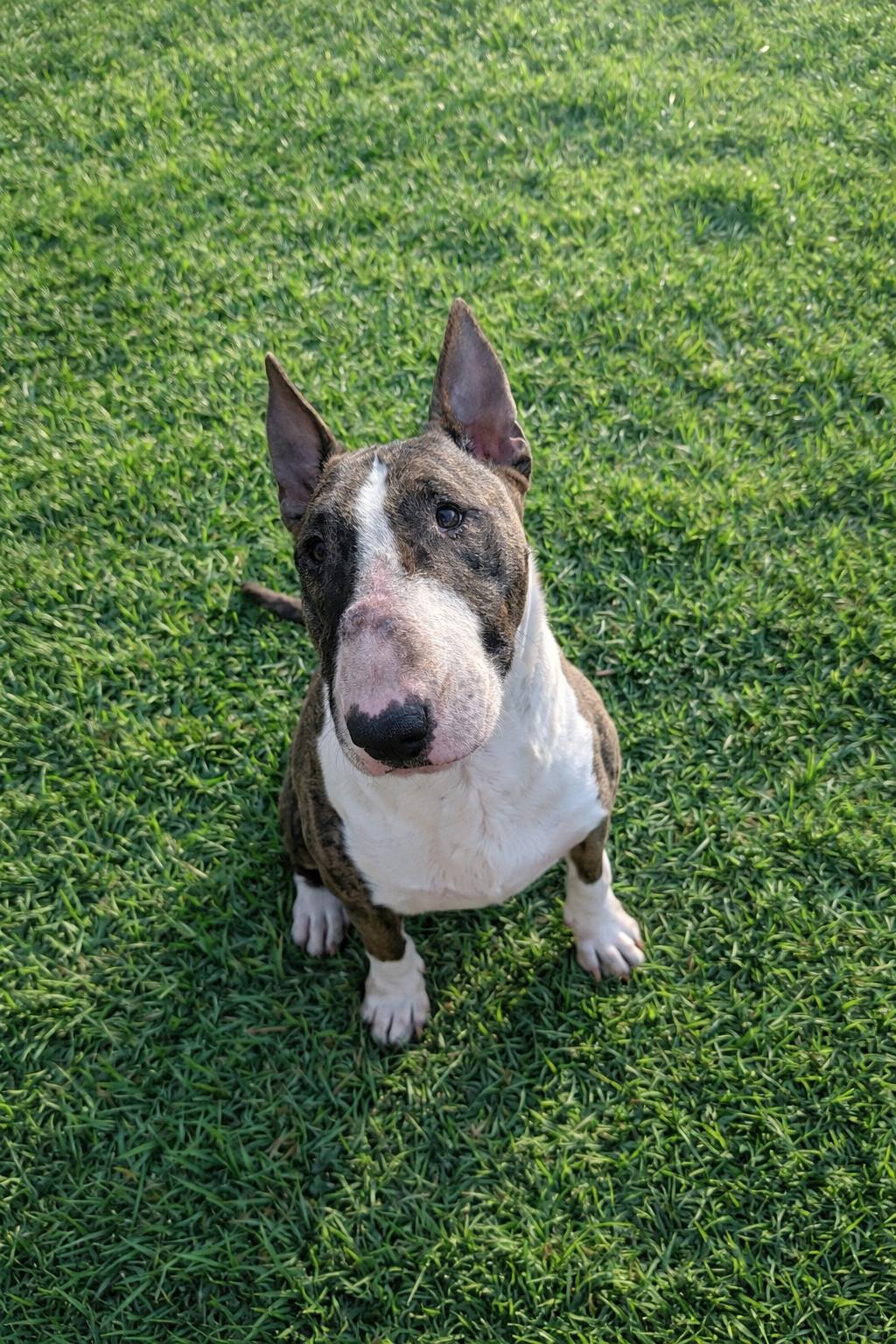 Enlarge Candy, a Adoptable Bull Terrier in LEHIGH ACRES, FL image 2/6