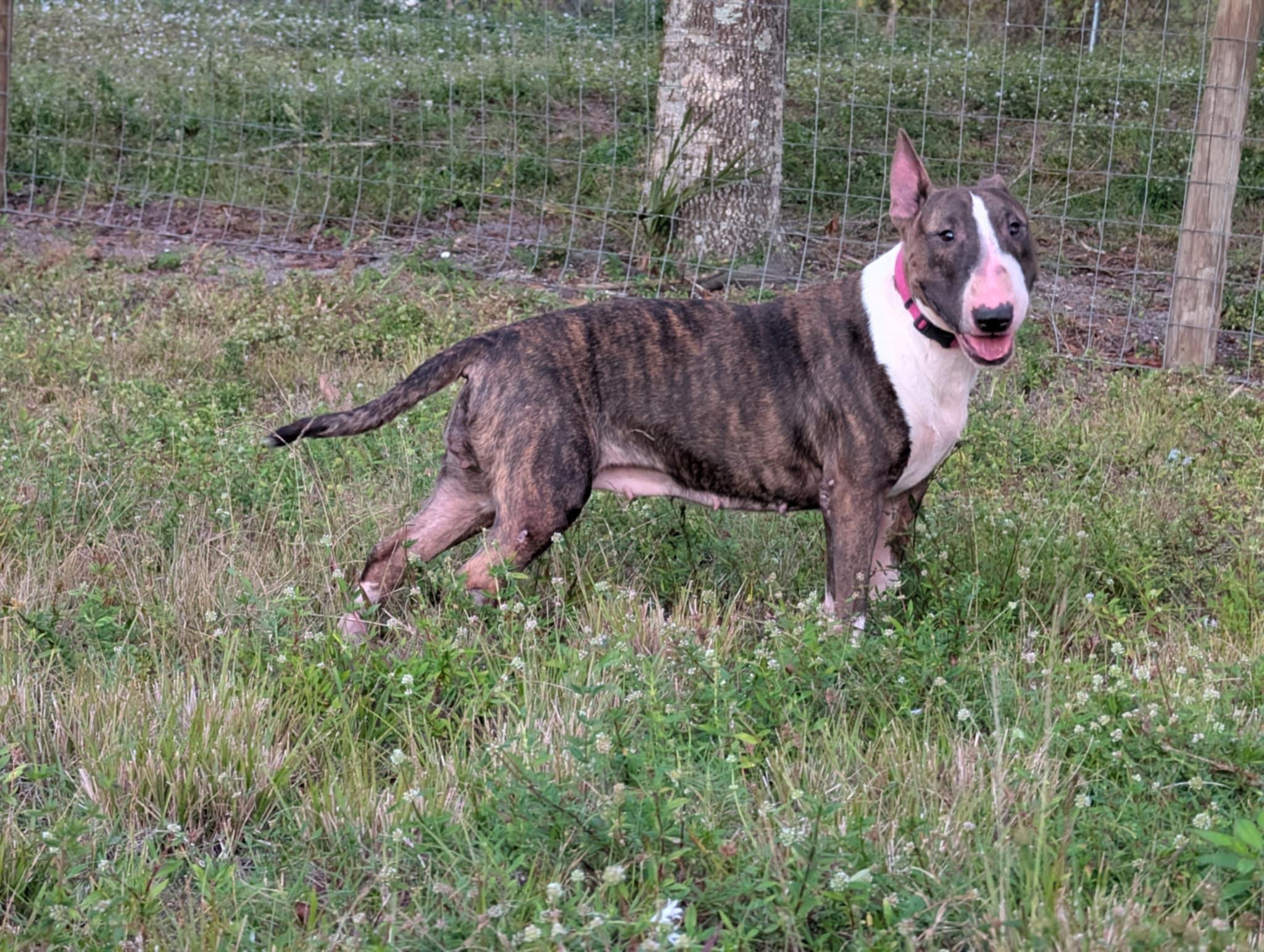 Candy, a Adoptable Bull Terrier in LEHIGH ACRES, FL image 2/6