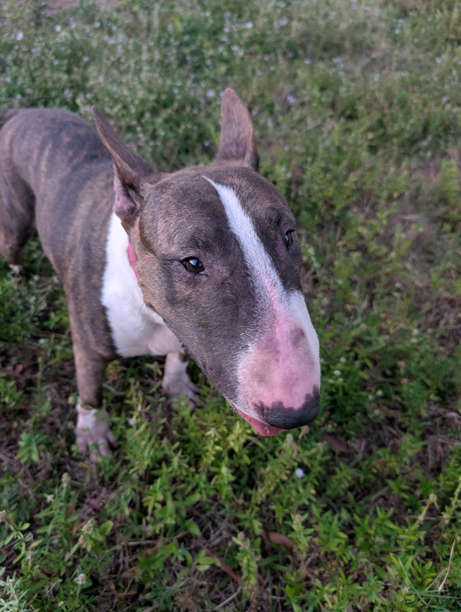 Candy, a Adoptable Bull Terrier in LEHIGH ACRES, FL image 3/6