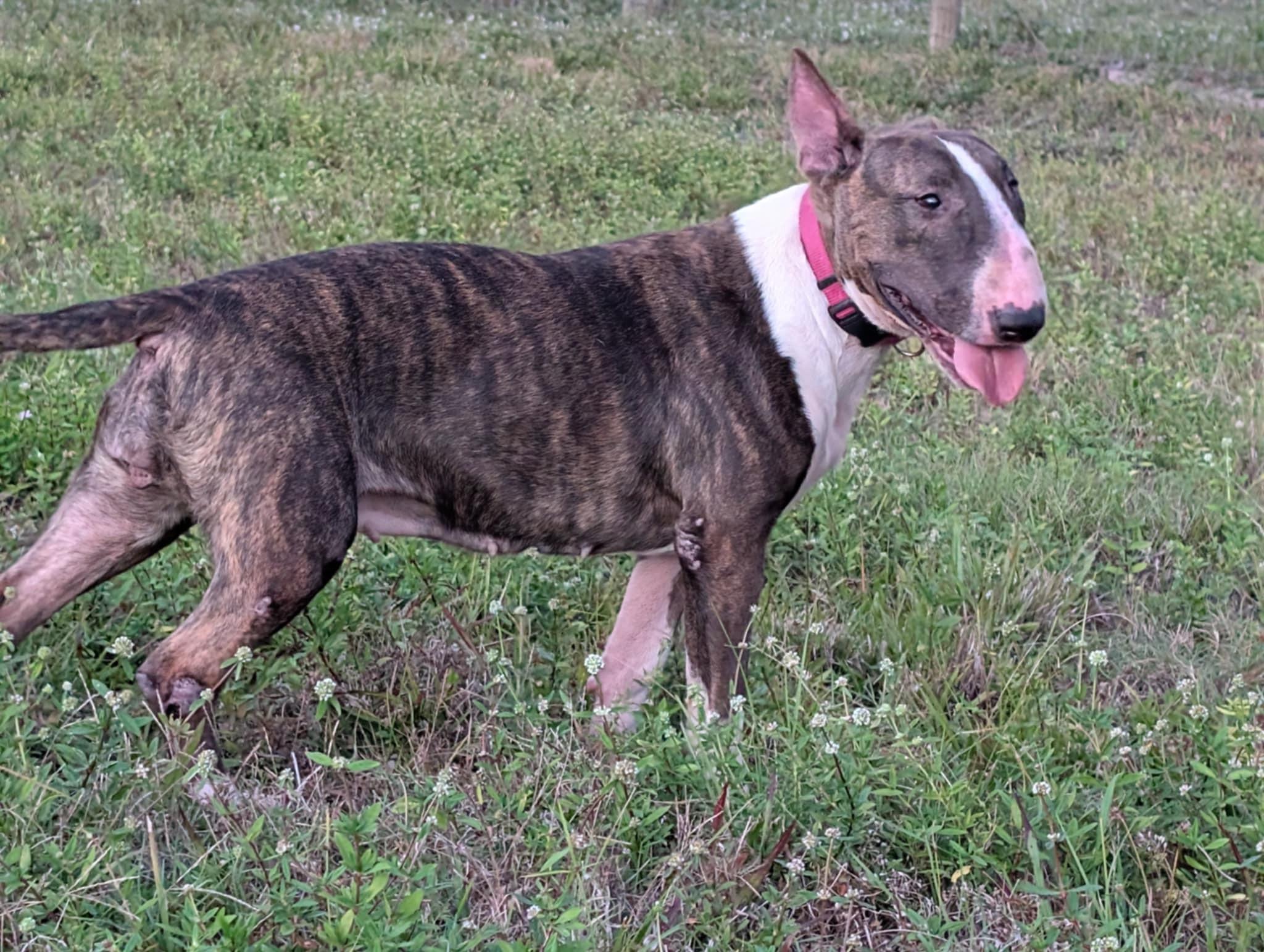 Candy, Adoptable, Adult Female Bull Terrier.