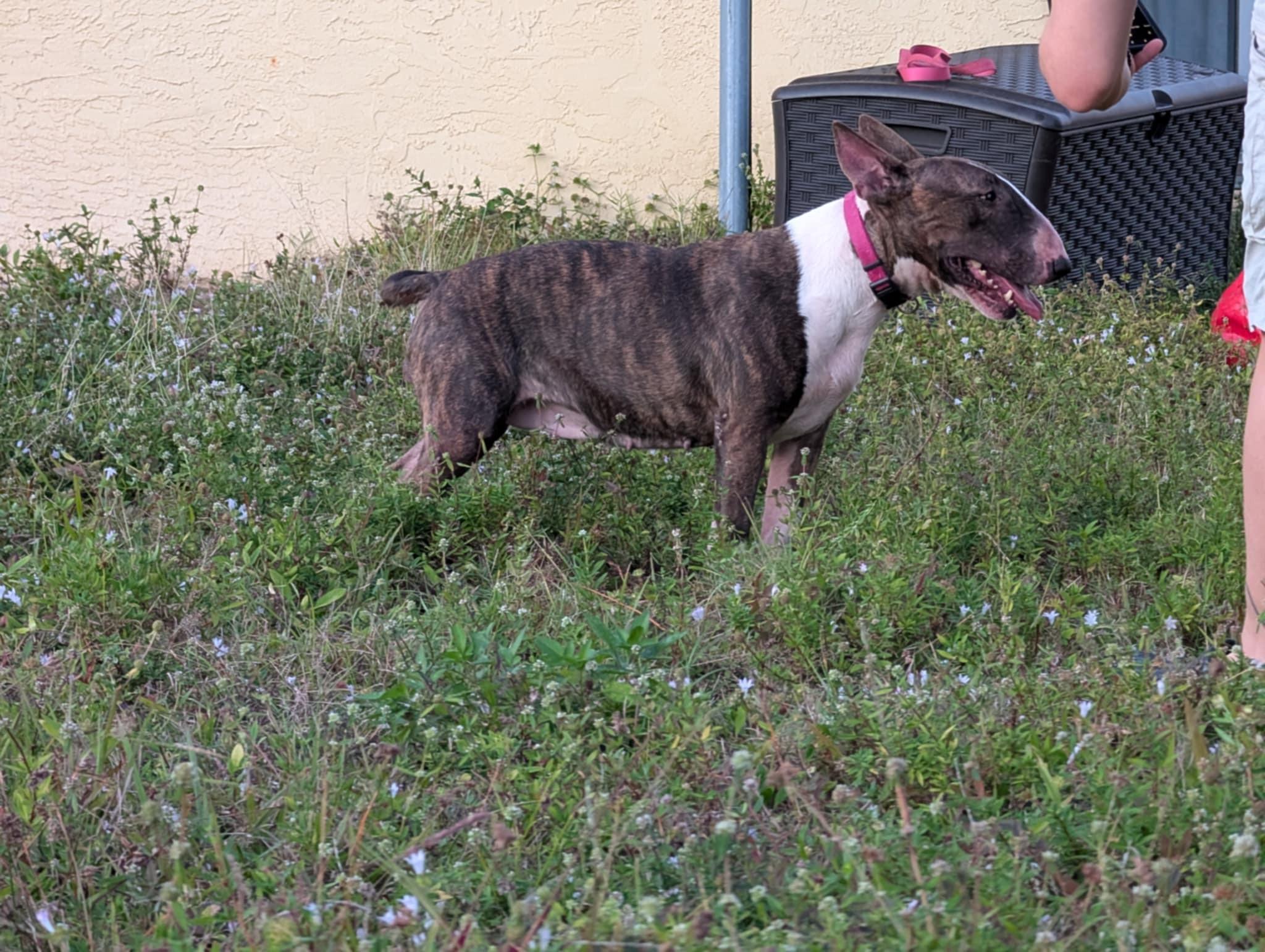 Candy, a Adoptable Bull Terrier in LEHIGH ACRES, FL image 4/6
