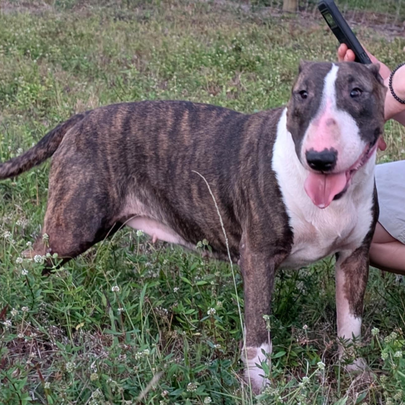 Candy, a Adoptable Bull Terrier in LEHIGH ACRES, FL image 5/6