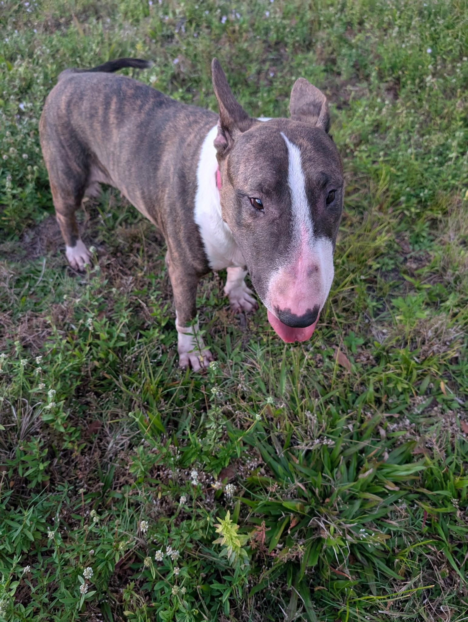 Candy, a Adoptable Bull Terrier in LEHIGH ACRES, FL image 6/6