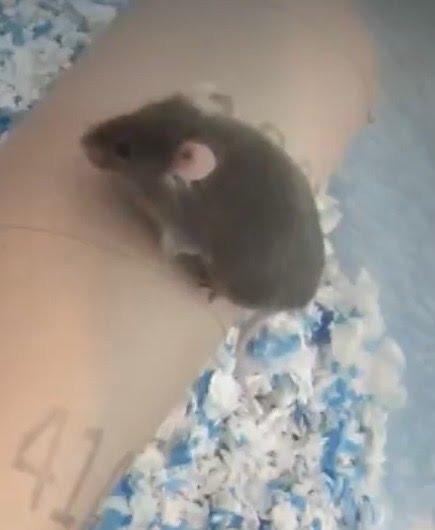 Enlarge Spark, a Adoptable Mouse in Eagle Mountain, UT image 1/1