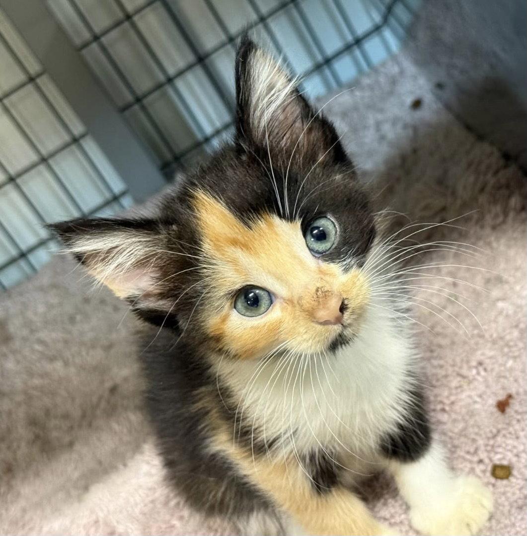 Enlarge Chrome (Available est 8/7/26), a Adoptable mixed breed in Williamsburg, IA image 1/2