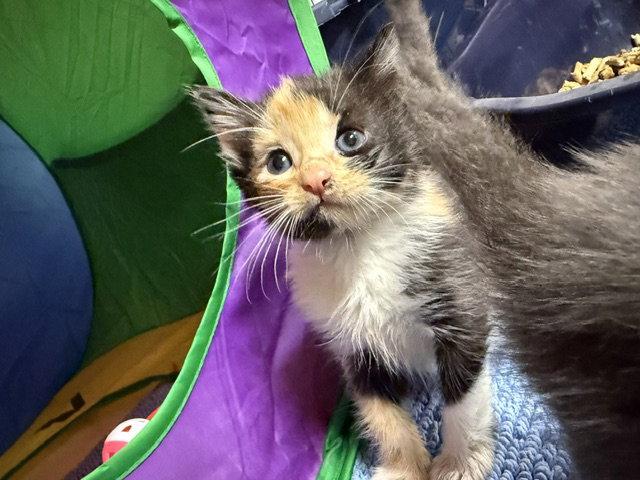 Enlarge Chrome (Available est 8/7/26), a Adoptable mixed breed in Williamsburg, IA image 2/2