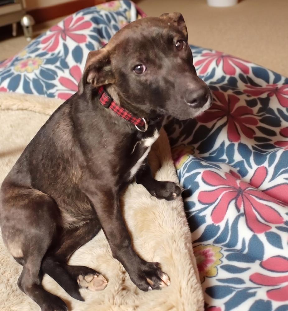 Enlarge Cookie, a Adoptable mixed breed in Crown Point, IN image 5/6