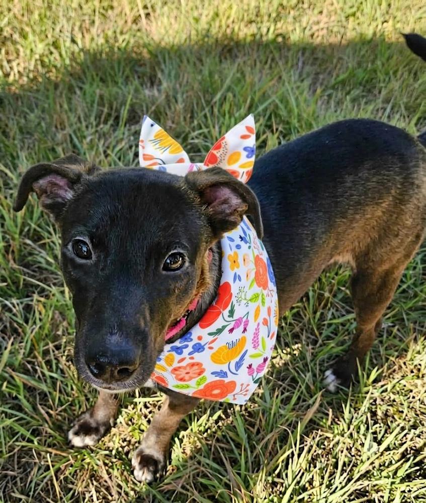 Enlarge Cookie, a Adoptable mixed breed in Crown Point, IN image 3/6