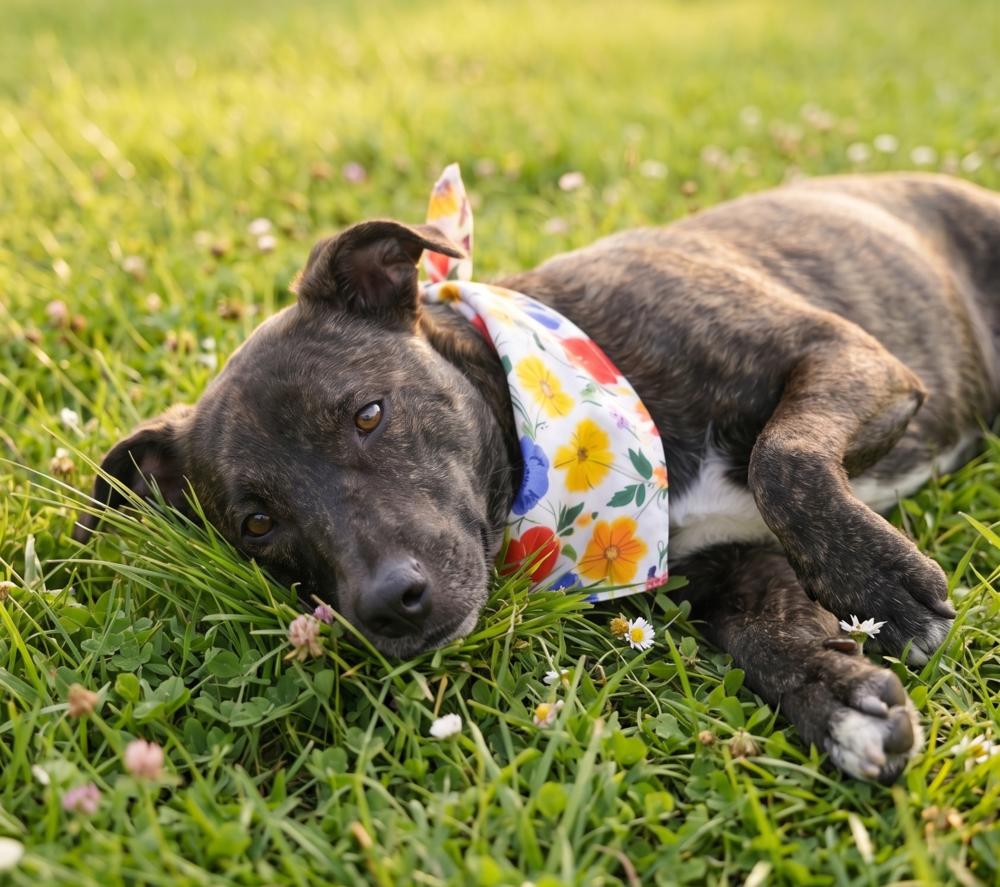 Enlarge Cookie, a Adoptable mixed breed in Crown Point, IN image 4/6