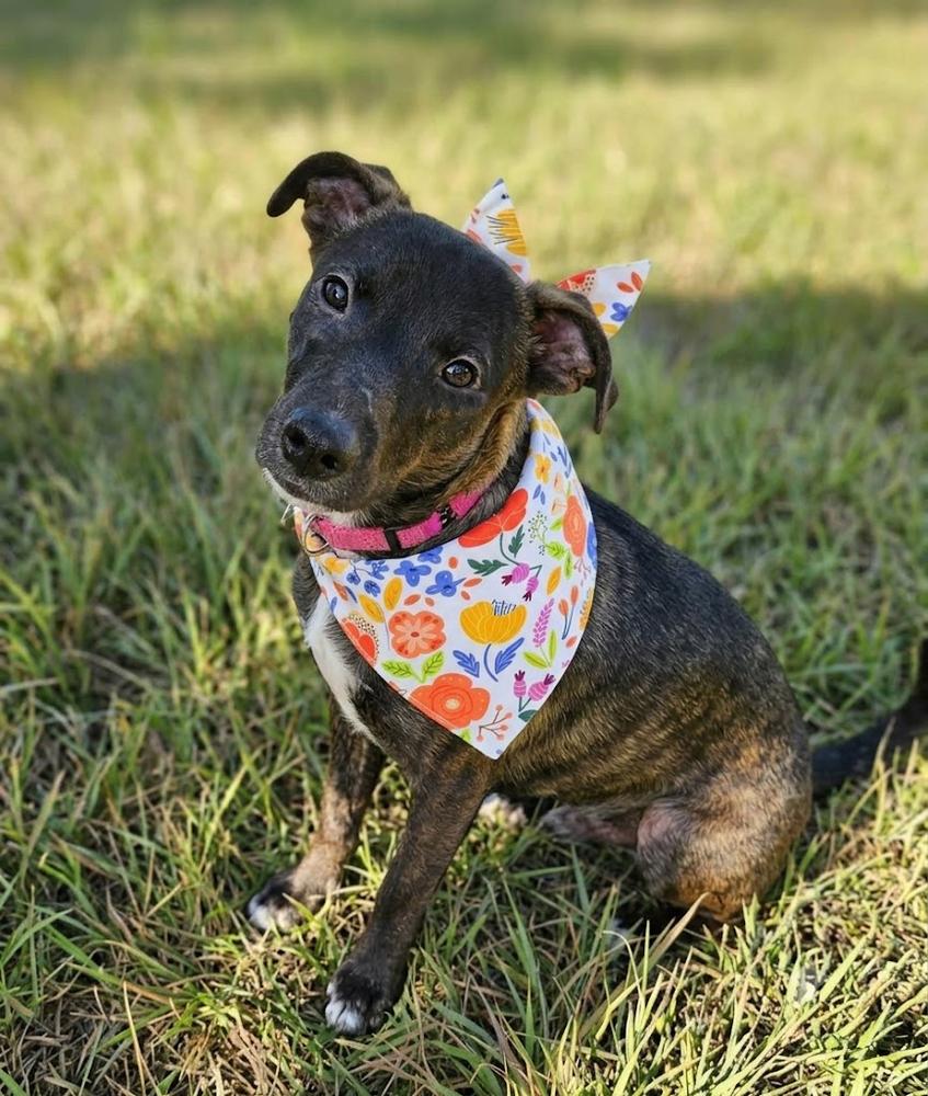 Enlarge Cookie, a Adoptable mixed breed in Crown Point, IN image 1/6