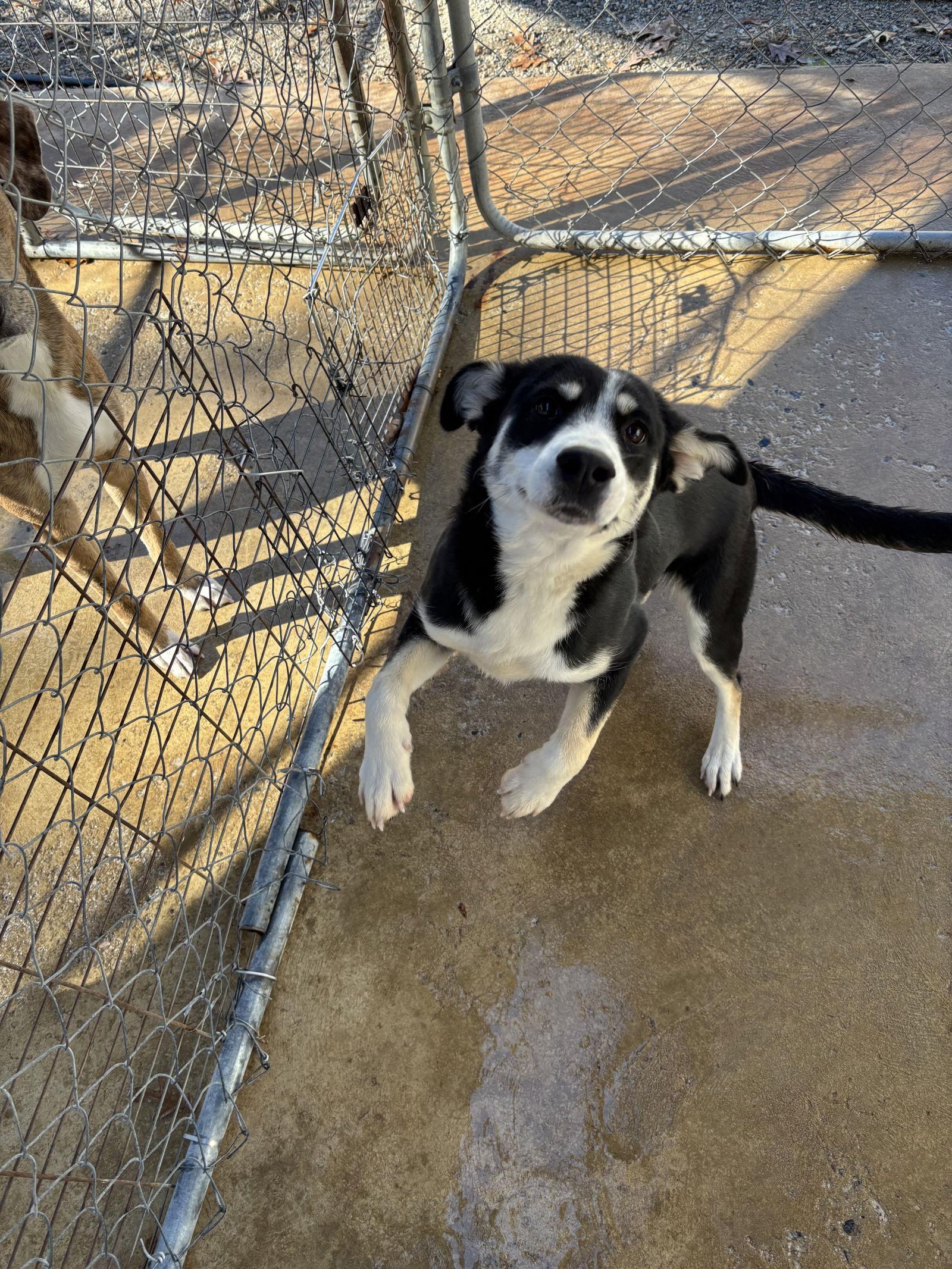 Megan, Adoptable, Young Female Husky.