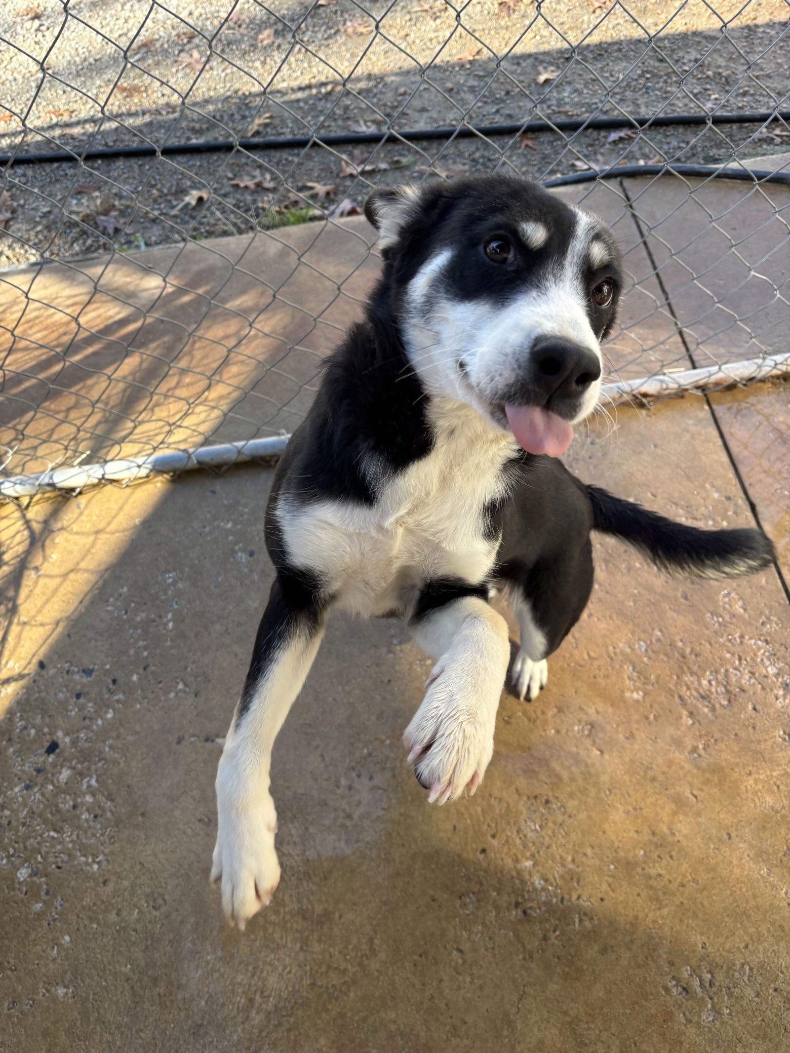 Megan, Adoptable, Young Female Husky.