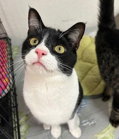 Melvin, Adoptable, Adult Male Domestic Short Hair.