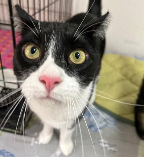 Melvin, a Adoptable Domestic Short Hair in Dripping Springs, TX image 2/3