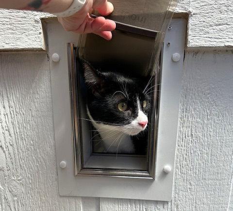 Melvin, a Adoptable Domestic Short Hair in Dripping Springs, TX image 3/3