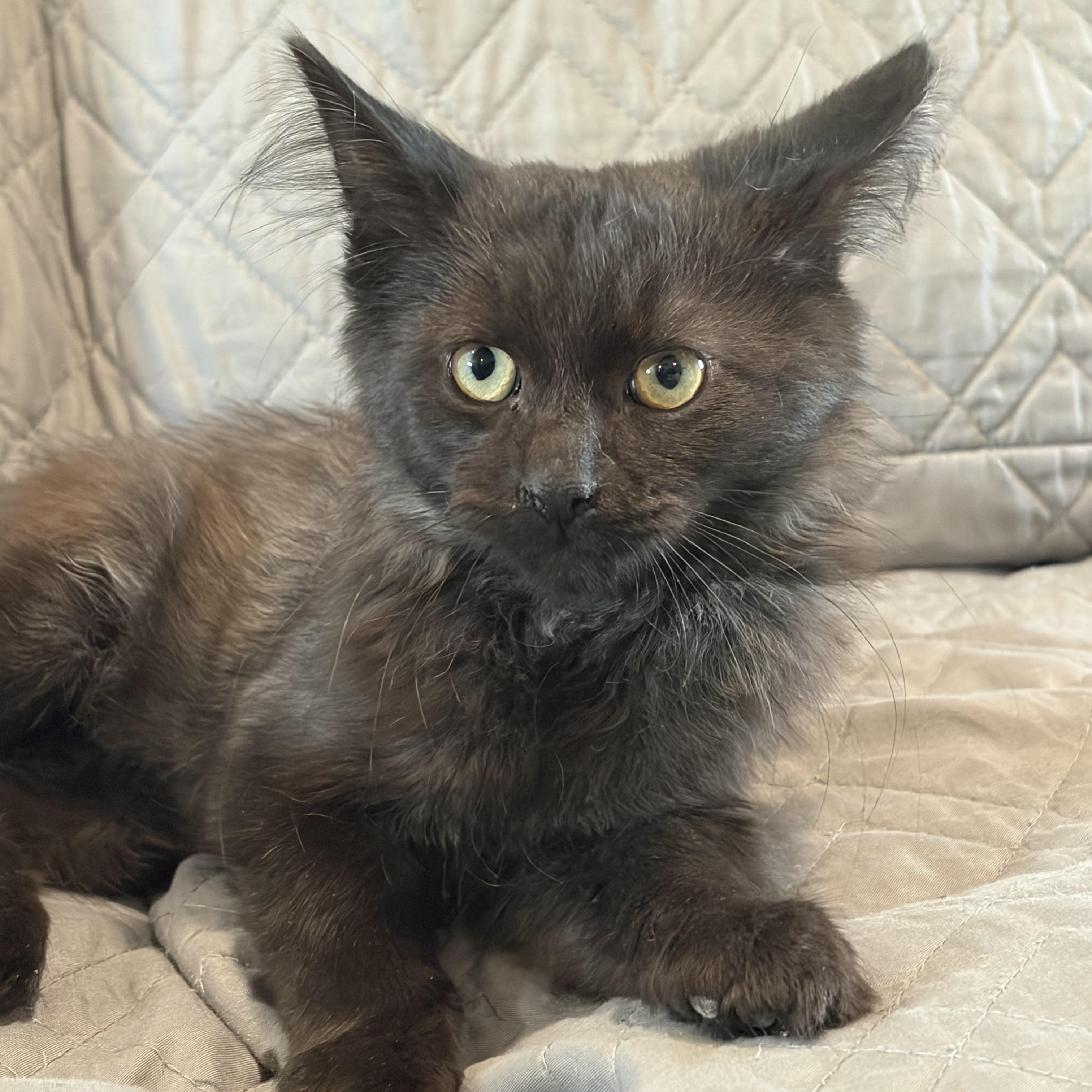 Enlarge Nox, a Adopted mixed breed in brant, MI image 3/6
