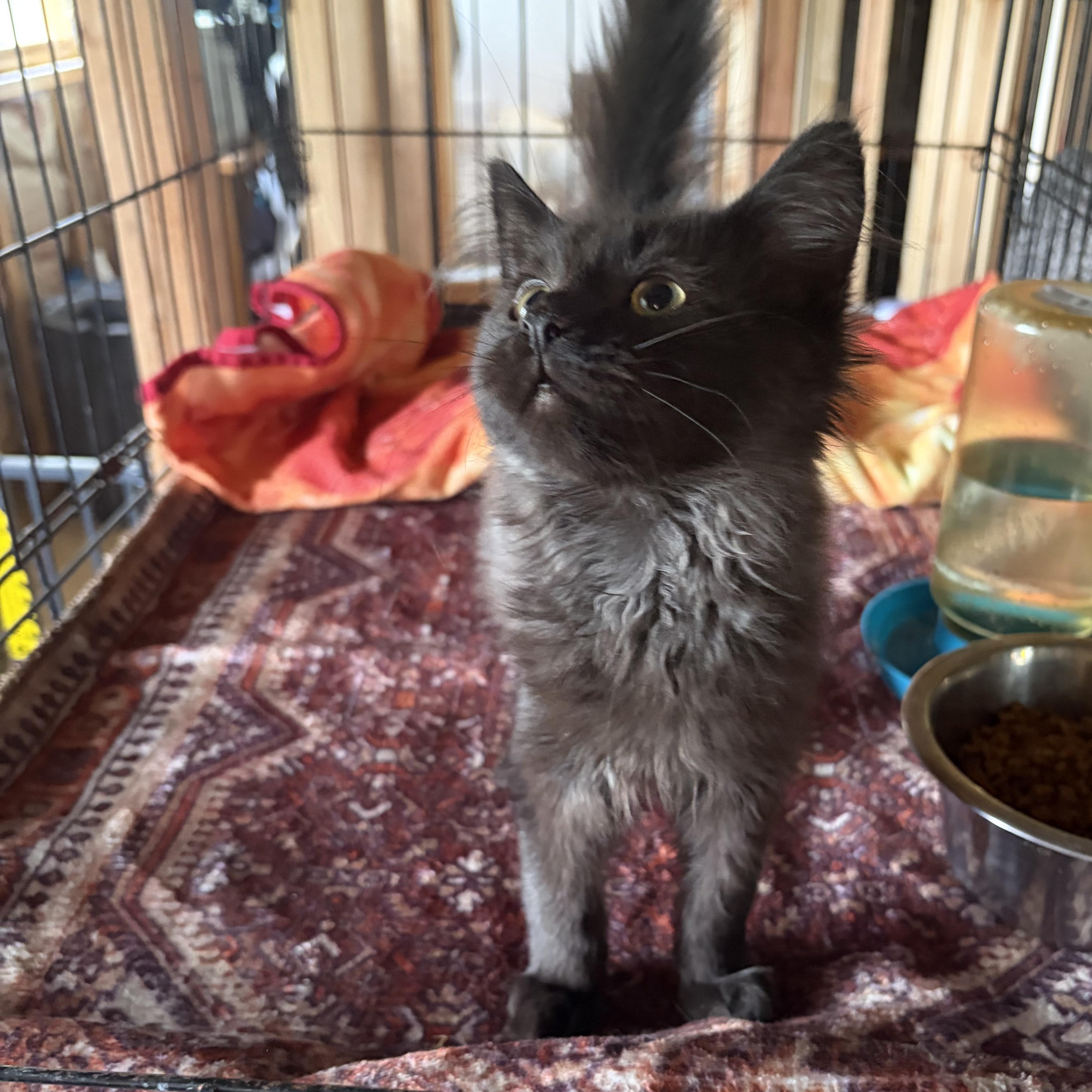 Enlarge Nox, a Adopted mixed breed in brant, MI image 6/6