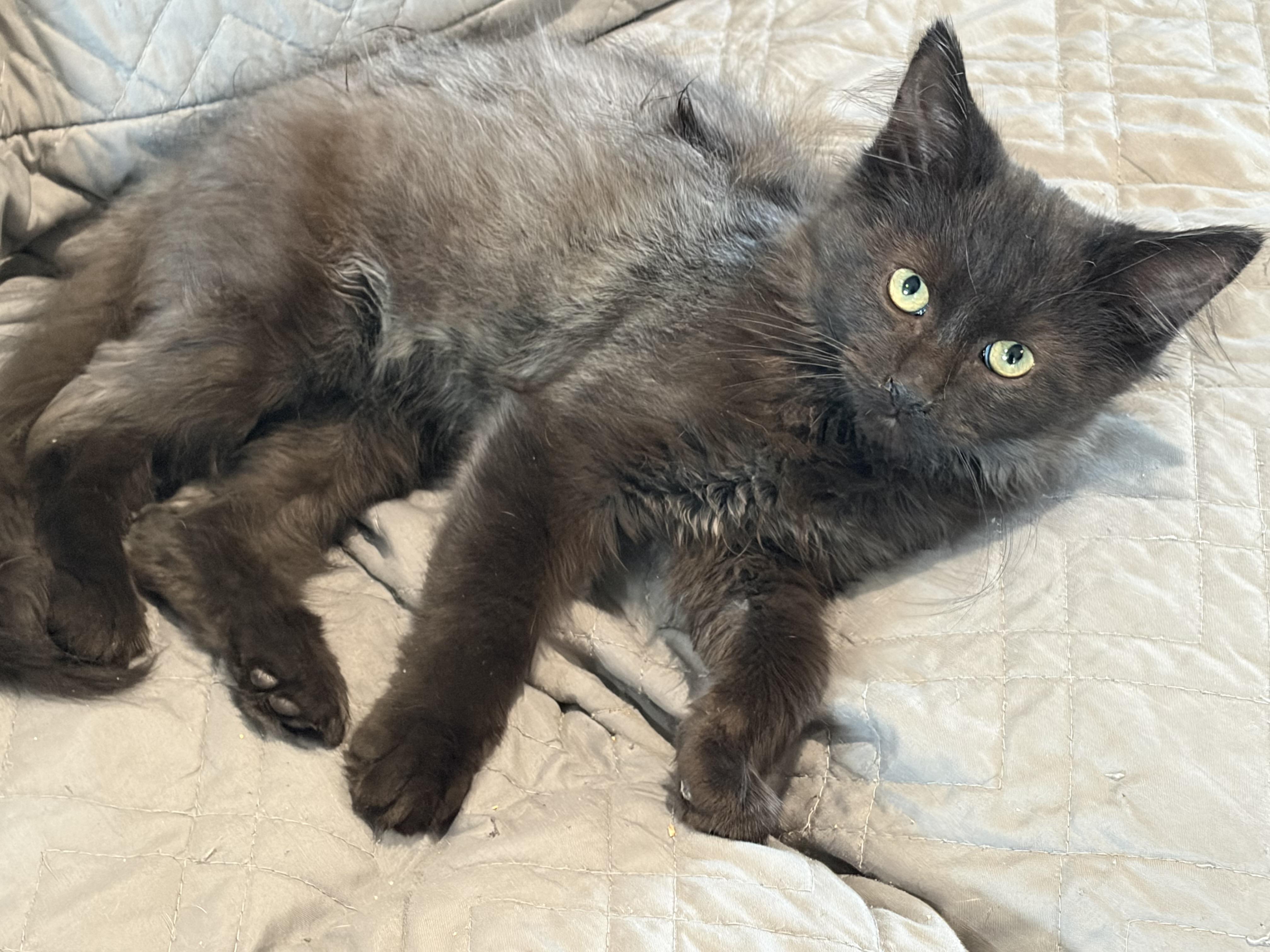 Nox, Adopted, Kitten Male Maine Coon & Domestic Medium Hair.
