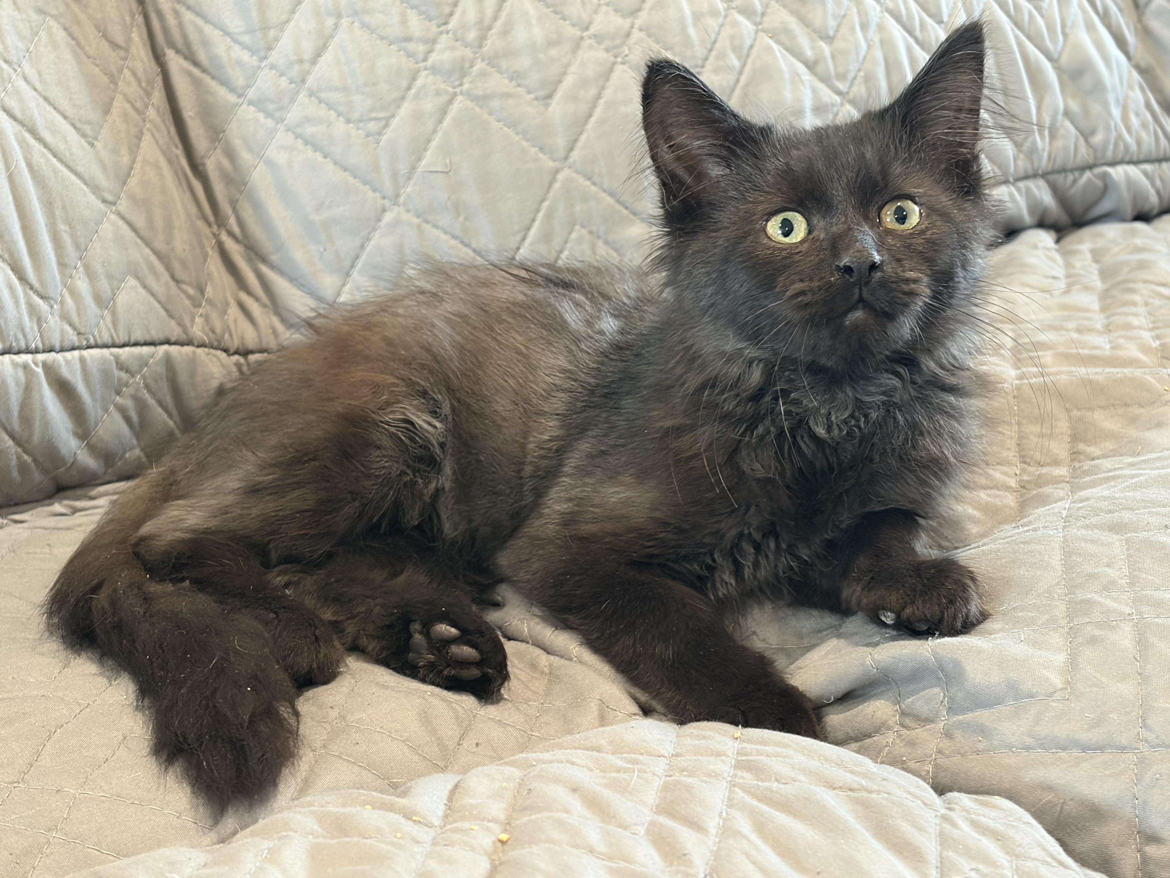 Enlarge Nox, a Adopted mixed breed in brant, MI image 5/6