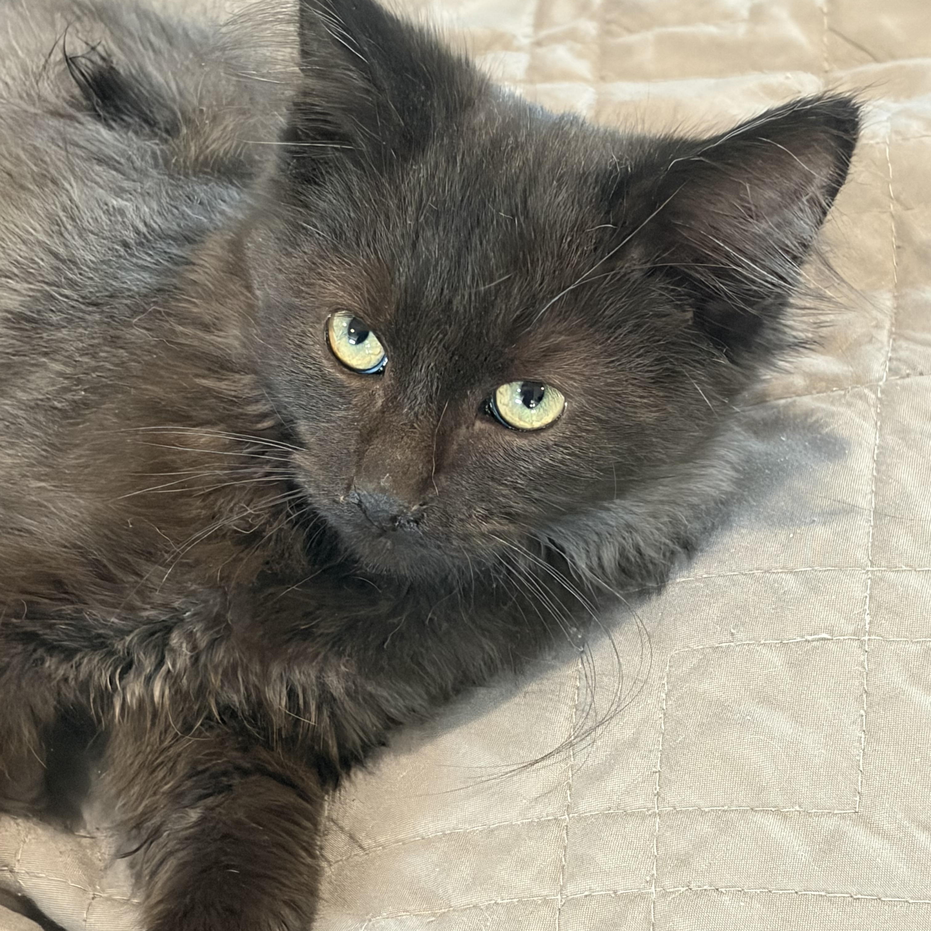 Enlarge Nox, a Adopted mixed breed in brant, MI image 2/6