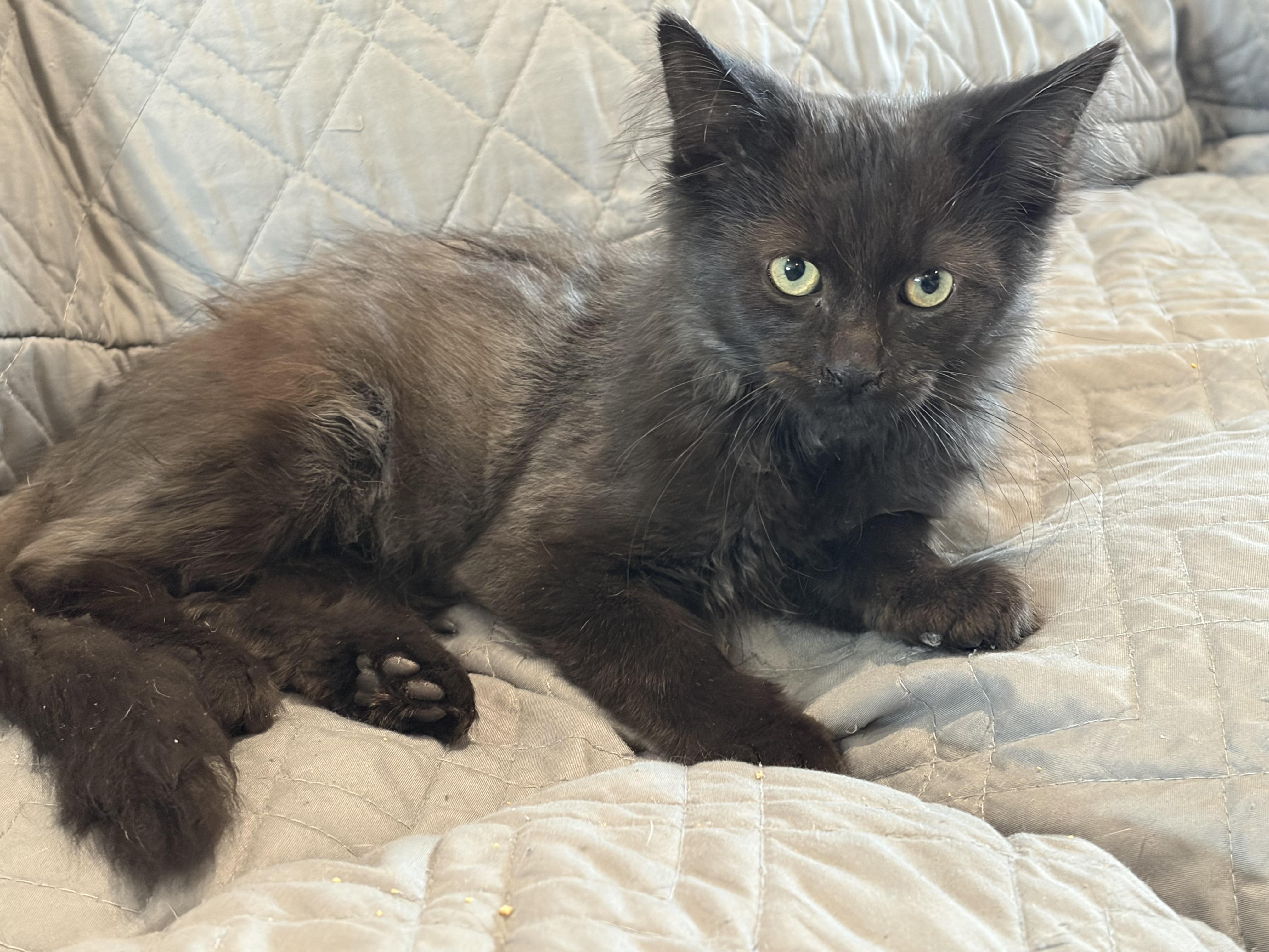 Enlarge Nox, a Adopted mixed breed in brant, MI image 4/6
