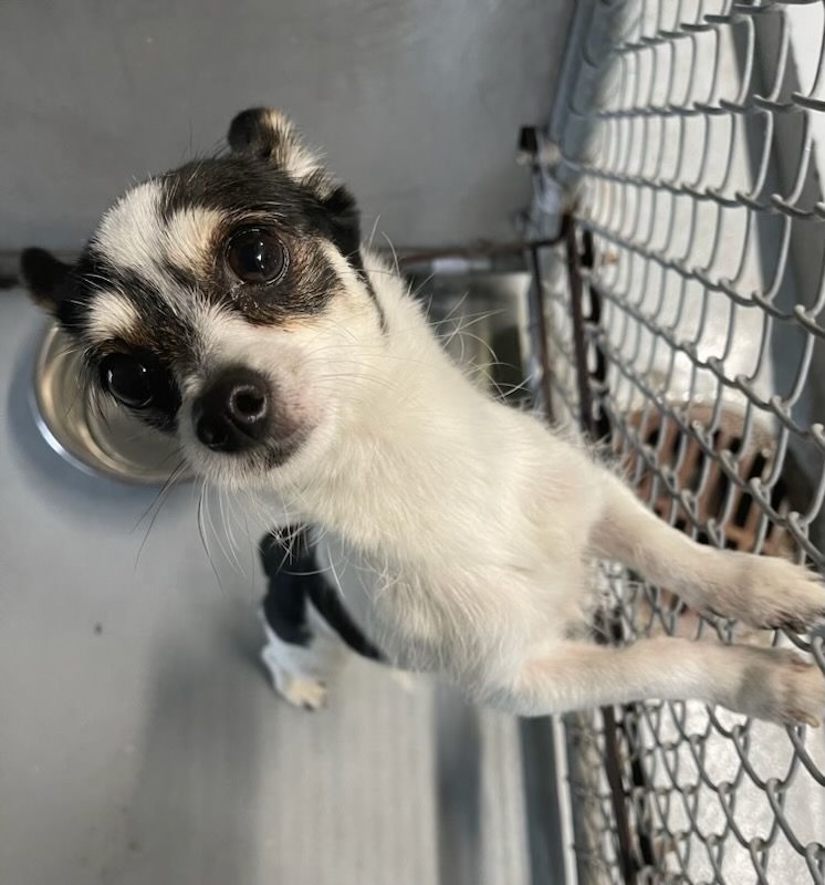 Clover, a Adopted Chihuahua in Wolcott, CT image 3/4