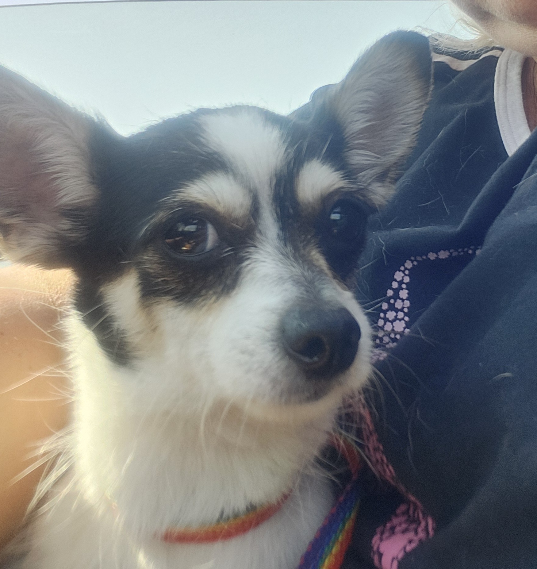 Clover, Adopted, Adult Female Chihuahua.