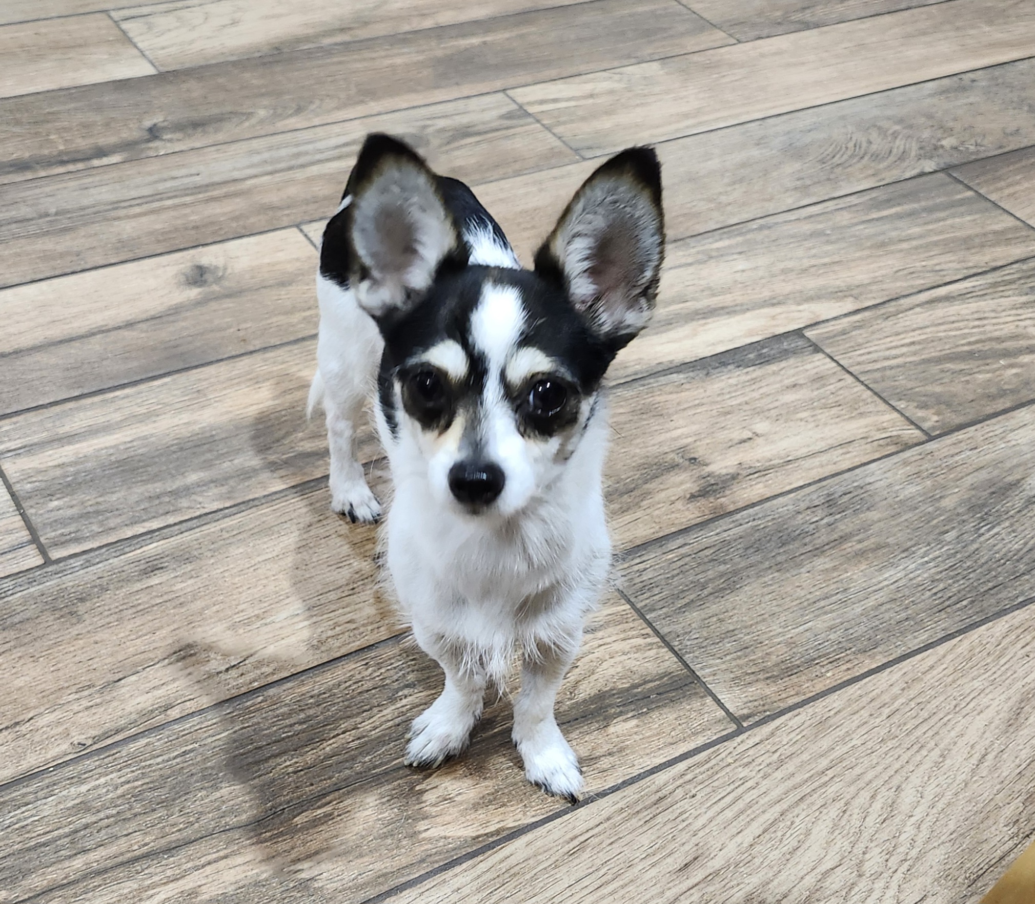 Clover, a Adopted Chihuahua in Wolcott, CT image 2/4