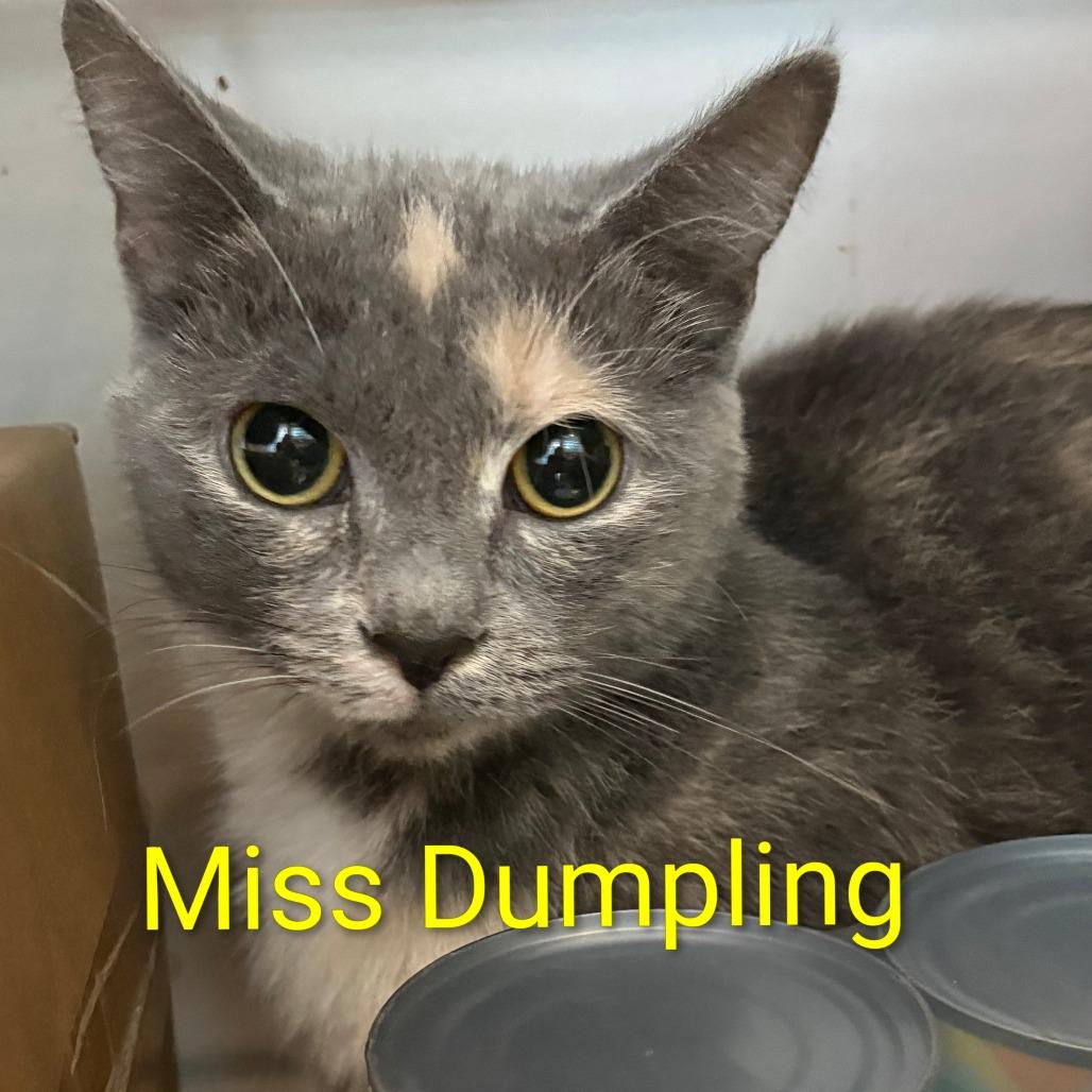 Enlarge Miss Dumplin', a Adoptable Domestic Short Hair in Elwood, IN image 1/1