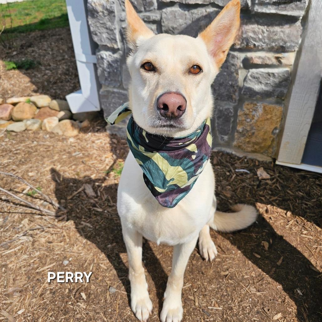 Enlarge Perry, a Adoptable mixed breed in Madisonville, TN image 1/5