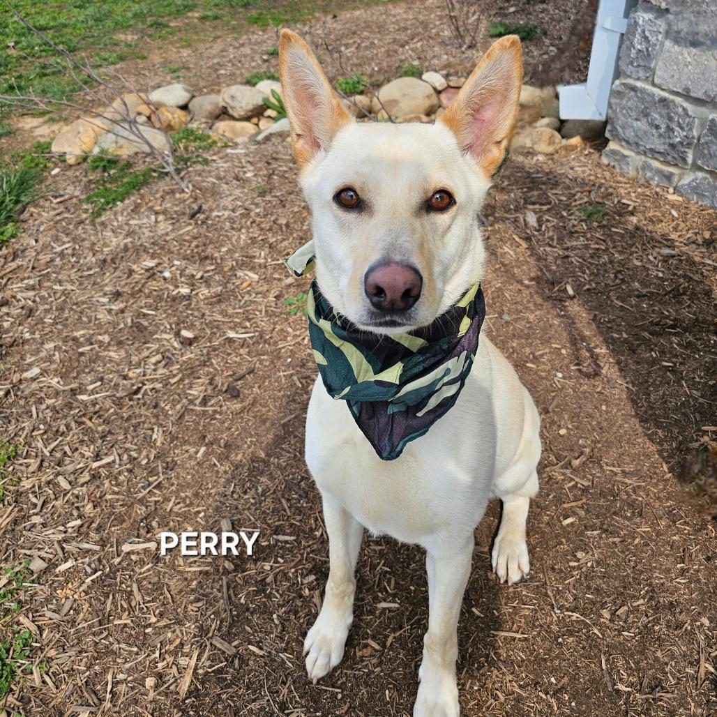 Enlarge Perry, a Adoptable mixed breed in Madisonville, TN image 2/5